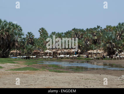 Tribu Gabbra chameaux dans une oasis, désert de Chalbi, Kalacha, Kenya Banque D'Images