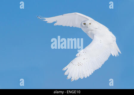 Superbe mâle adulte, le Harfang des neiges (Bubo scandiacus) en vol en hiver Banque D'Images