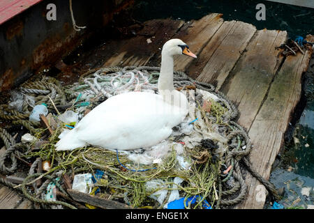 Un cygne assis sur un nid fait de jeter les ordures dans un port pollué au vieux portsmouth england uk Banque D'Images