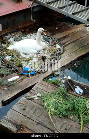 Un cygne assis sur un nid fait de jeter les ordures dans un port pollué au vieux portsmouth england uk Banque D'Images