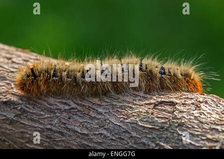 Le Buveur de Caterpillar (Euthrix potatoria) close up Banque D'Images