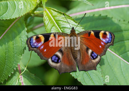 Papillon paon européen (Aglais io) on leaf Banque D'Images