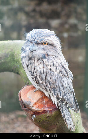 Grey Owl captif debout sur une branche dans les Scottish terriers, Centre de Polkemmet - Ecosse Banque D'Images