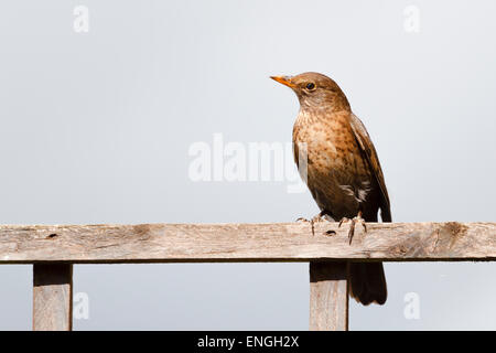 Blackbird femelle (Turdus merula) perché sur une clôture en soleil du printemps, Berkshire, England, UK Banque D'Images