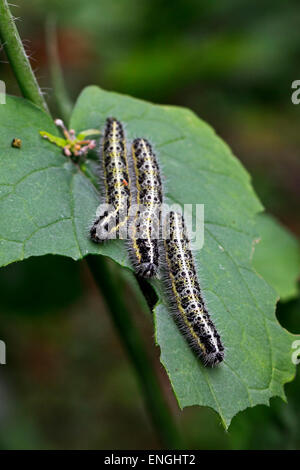 Les chenilles de papillon large white (Pieris brassicae) Feuille d'alimentation Banque D'Images