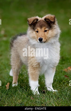 Shetland Sheepdog / collie pup (Canis lupus familiaris) in garden Banque D'Images