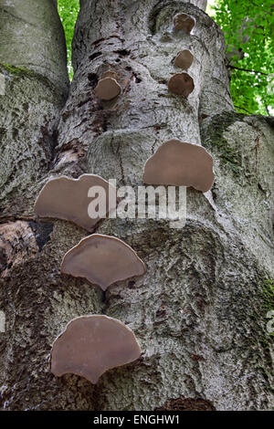 L'Amadou (Fomes fomentarius champignons / Polyporus fomentarius) growing on tree trunk in forest Banque D'Images