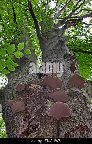 L'Amadou (Fomes fomentarius champignons / Polyporus fomentarius) growing on tree trunk in forest Banque D'Images