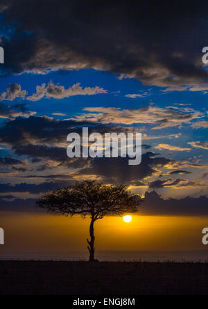 Umbrella Thorn Acacia au coucher du soleil, Province de Liège, Maasai Mara, Kenya Banque D'Images