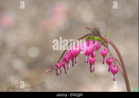 Dicentra spectabilis, le cœur. Banque D'Images