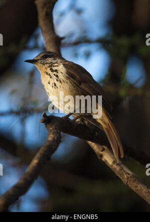 À cou roux (Lark Mirafra Africana), comté de Baringo, lac Baringo, au Kenya Banque D'Images