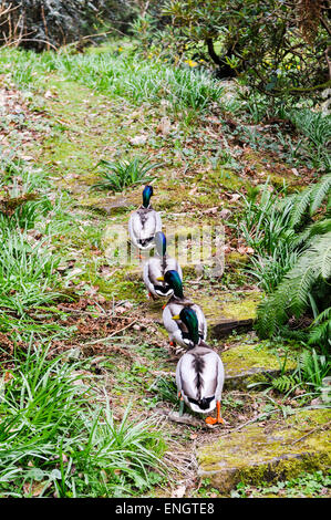 Quatre canards colverts mâles walkin up étapes à travers une forêt dans une ligne Banque D'Images