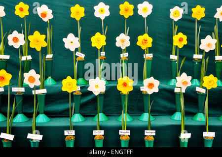 Les jonquilles sur l'affichage à un concours d'horticulture Banque D'Images