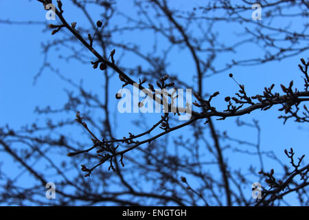 Détail d'un arbre qui fleurit dans un Canadien sur une claire matinée de printemps et tout bleu Banque D'Images