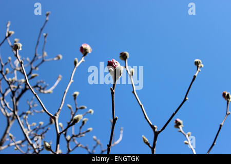 Boutons de fleurs à s'ouvrir à un ressort avec un ciel clair Banque D'Images