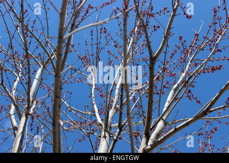 Photographie en couleur d'un arbre en fleurs de printemps avec son premier né au Canada Banque D'Images