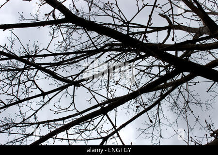 Détail d'un arbre pousse au printemps Canada Banque D'Images