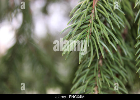 Evergreen feuilles détail dans un parc de pins canadienne avec selective focus Banque D'Images