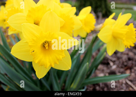 Close up de certains insectes pollinisant les fleurs au printemps jaune Banque D'Images