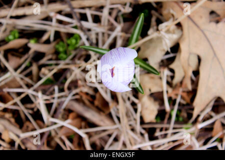 Petite fleur sauvage de plus en plus sur les feuilles de printemps après un hiver froid canadien Banque D'Images