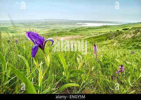 Fleurs magiques dans les montagnes. La Russie, Stavropol. Banque D'Images