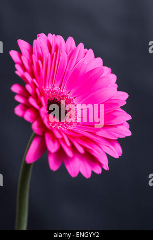 Une sélection de couleur différente des Gerberas.Très populaire lors des mariages et des arrangements de fleurs en Banque D'Images