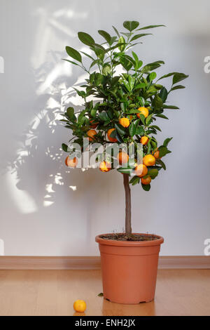 La mandarine petit arbre dans le pot Banque D'Images
