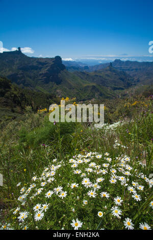 La flore de Gran Canaria - argyranthemum floraison des canaries, Marguerite Marguerite, Roque Nublo et teide en arrière-plan Banque D'Images