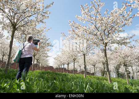 Woman taking photos sur un ipad de la Prunus serrulata Tai Haku orchard au Jardins d'Alnwick, Northumberland, Angleterre Banque D'Images