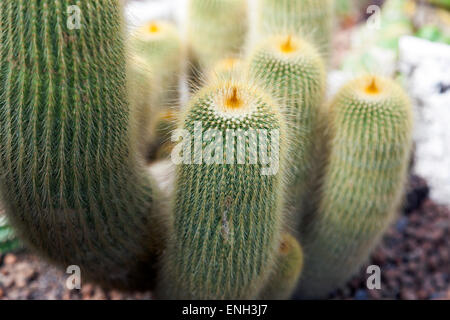 Cactus boule citron (Notocactus leninghausii ou Parodia leninghausii) Banque D'Images