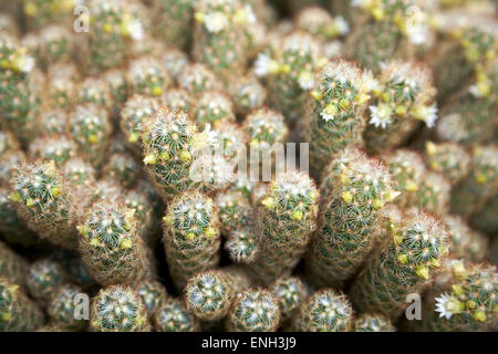 Cactus dentelle or ou ladyfinger cactus (mammillaria elongata) Banque D'Images