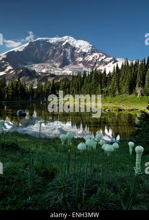 WASHINGTON - Xérophylle sur les rives d'une petite crête Curtis tarn ci-dessous à côté du sentier des merveilles dans le Parc National de Mount Rainier. Banque D'Images