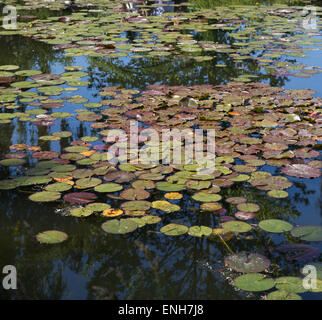 Lily pads les jardins de Monet à Giverny, France Banque D'Images