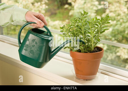 Woman watering a l'origan grec herb plante qui est assis sur un rebord de fenêtre à Issaquah, Washington, USA Banque D'Images