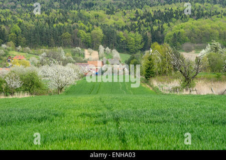 Village au printemps les cerisiers en fleurs des champs forêt vert grain Banque D'Images