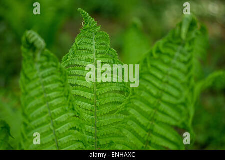 Fougère autruche volant vert printemps frais feuilles Matteuccia struthiopteris Banque D'Images