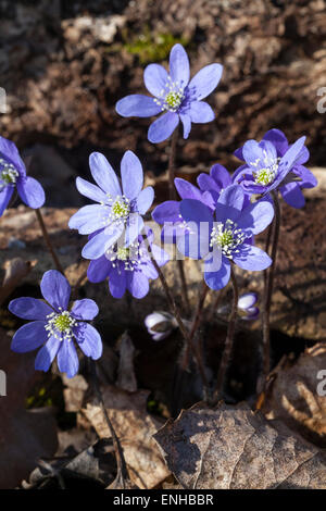 Hepatica nobilis Anémone (commune) Banque D'Images