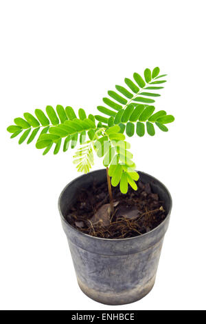 Jeune plante (Tamarindus indica) dans le pot de plastique, isolé sur fond blanc et clipping path Banque D'Images