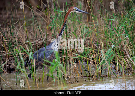 Héron goliath (Ardea goliath), des profils, de recherche de nourriture dans l'eau, Saint Lucia Estuary, zone humide d'iSimangaliso, Kwazulu Natal Banque D'Images