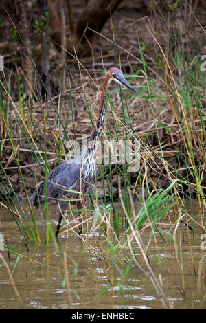 Héron goliath (Ardea goliath), des profils, de recherche de nourriture dans l'eau, Saint Lucia Estuary, zone humide d'iSimangaliso, Kwazulu Natal Banque D'Images