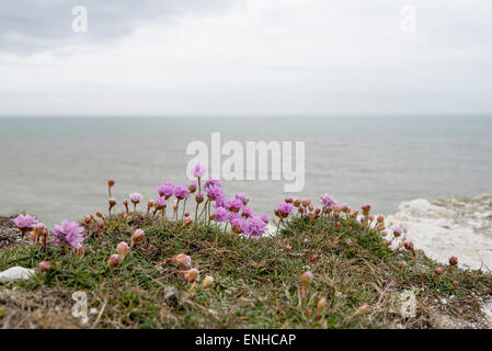 Fleurs violettes de Sea Thrift sur les falaises de craie à Seaford, East Sussex Banque D'Images