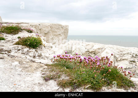 Fleurs violettes de Sea Thrift sur les falaises de craie à Seaford, East Sussex Banque D'Images