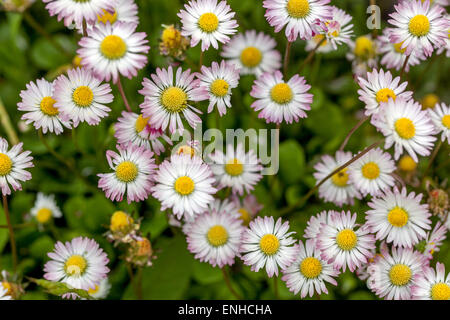 Marguerite commune, Bellis perennis Lawn Marguerite bouquet de marguerites en croissance Banque D'Images