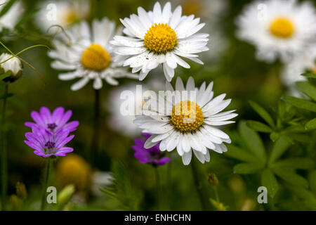 Pelouse marguerites Bellis perennis Herbaceous petites fleurs sauvages jardin Blanc marguerites English Bellis perennis pelouse mauvaises herbes Nice plante fleur herbe sauvage Banque D'Images