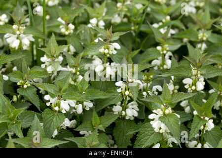 Dead-blanc de l'ortie, Lamium album Banque D'Images