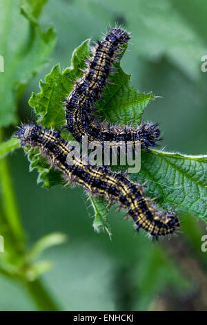 Petits chenilles de Tortoiseshell, chenilles d'Aglais urticae sur feuilles d'ortie Banque D'Images