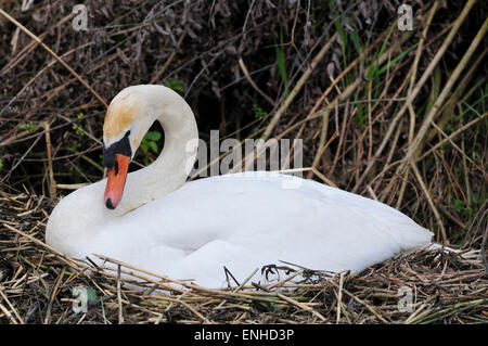 Mute Swan (Cygnus olor) sur le nid, en Rhénanie du Nord-Westphalie, Allemagne Banque D'Images