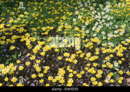 Lesser Celandine (Ranunculus ficaria 'coquine effrontée' et 'Salmon's White') et l'anémone jaune (Anemone ranunculoides), de l'Ems Banque D'Images