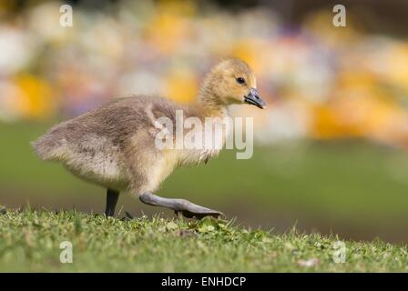 Oie cendrée (Anser anser) chick, Hesse, Allemagne Banque D'Images