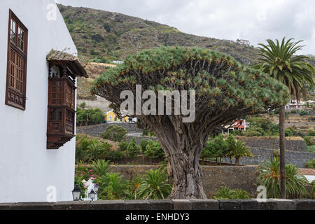 Célèbre ancien dragon arbre qui est symbole de l'Icod de los Vinos, Tenerife, Canaries, Espagne. Banque D'Images
